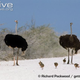 Illustration for article titled Flightless Friday - Struthio camelus Edition